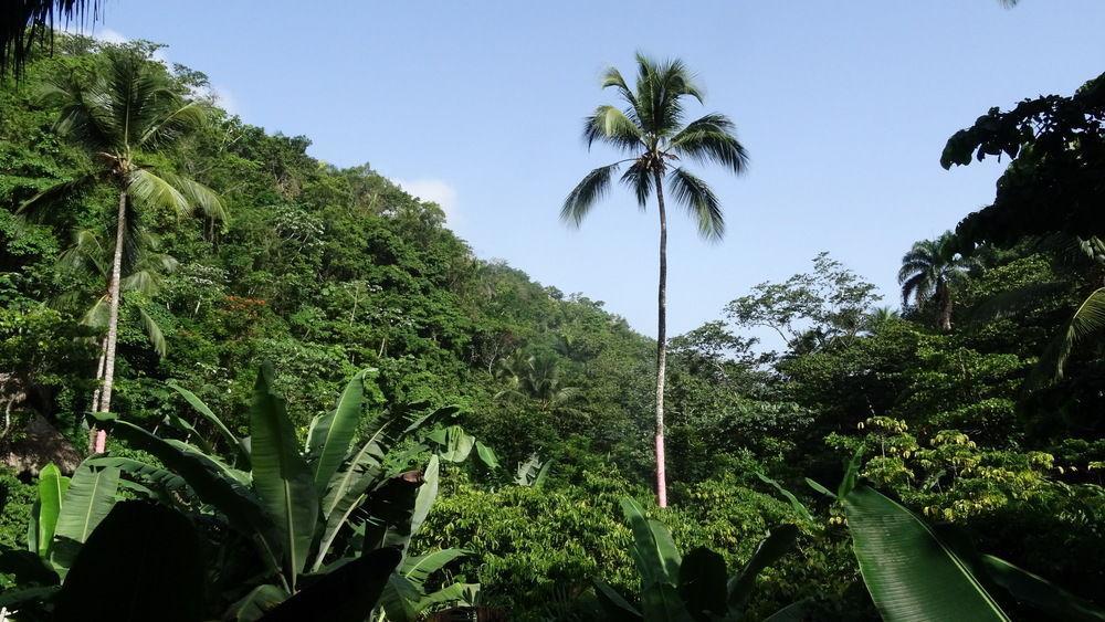 Dominican Tree House Village Santa Barbara De Samana Exteriör bild
